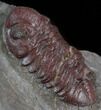 Red Barrandeops Trilobite - Hmar Laghdad, Morocco #39845-5